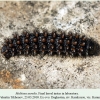 melitaea aurelia daghestan larva final 3